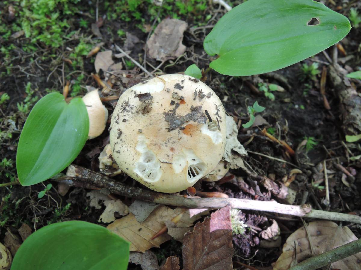 Hygrophorus laurae image