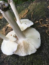 Megacollybia rodmanii image