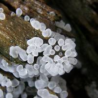 Ceratiomyxa fruticulosa var. fruticulosa image