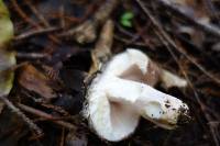 Russula griseoviridis image