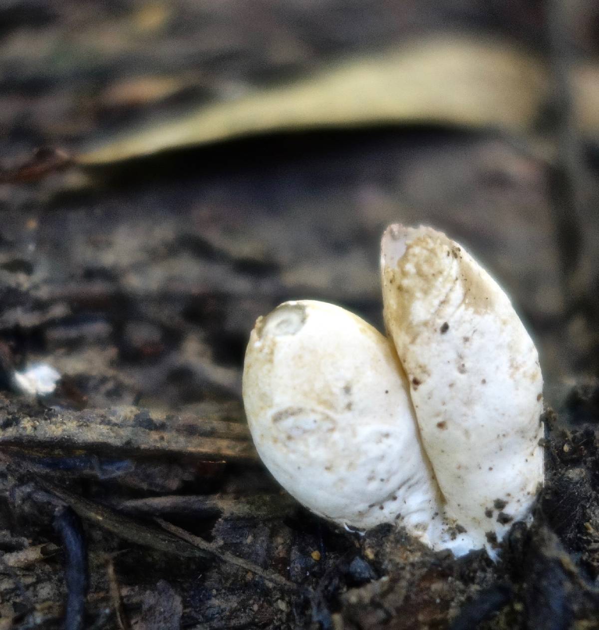 Mutinus borneensis image