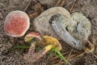 Boletus subfraternus image