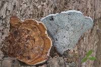 Ganoderma lobatum image