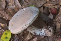 Boletus pallidus image