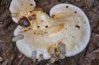 Ganoderma curtisii image