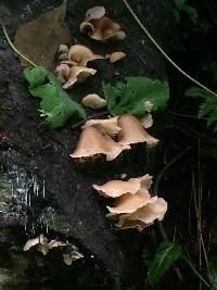 Auricularia delicata image