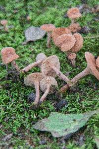 Lactarius areolatus image