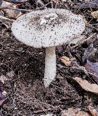 Amanita sect. Vaginatae image