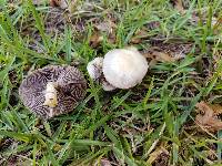 Stropharia coronilla image