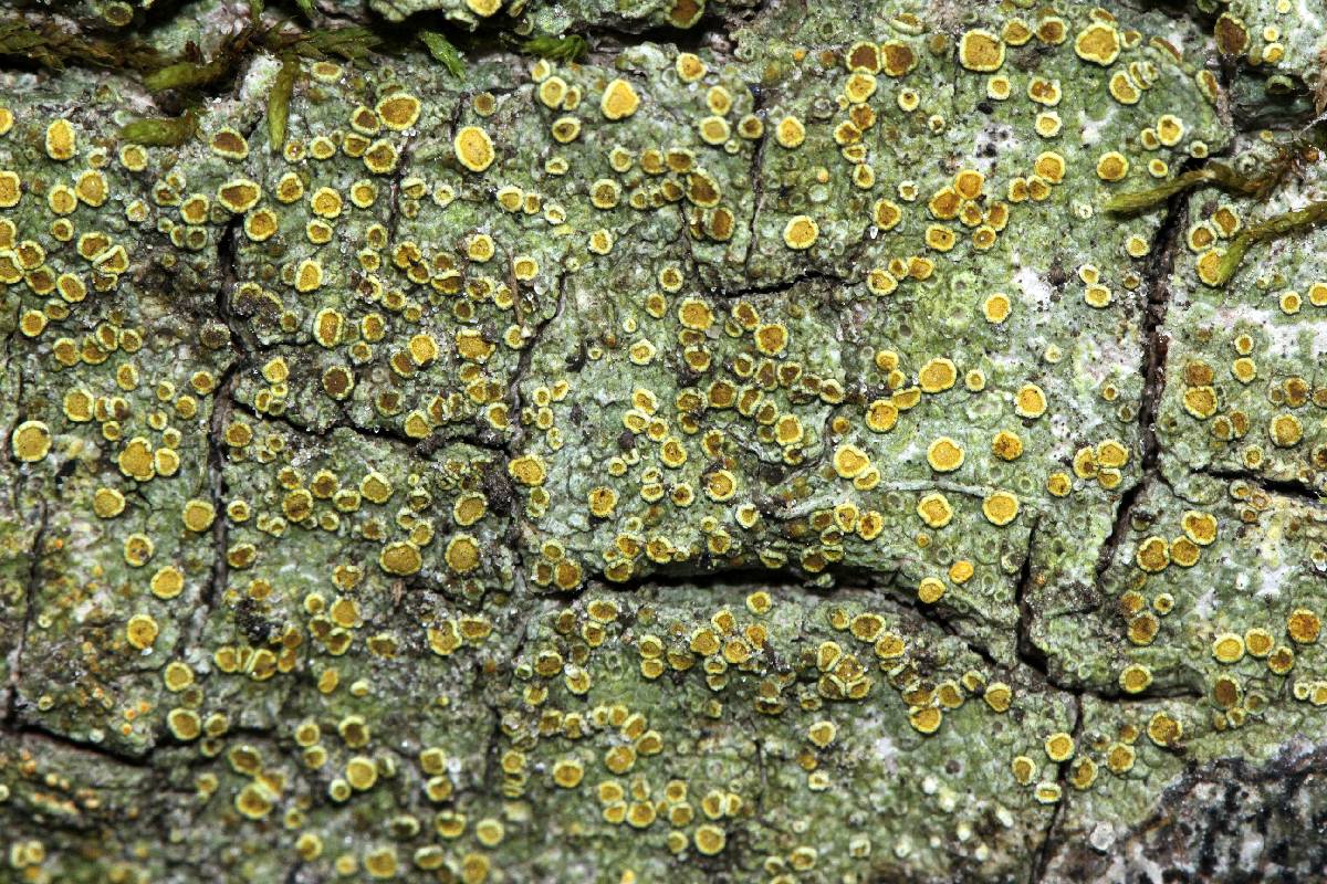 Gyalolechia flavorubescens image