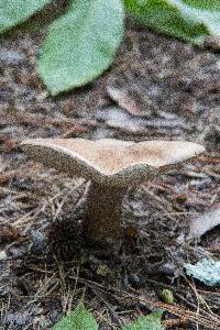 Tylopilus plumbeoviolaceus image