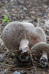 Tylopilus plumbeoviolaceus image