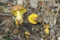 Aureoboletus innixus image