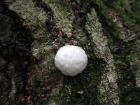 Reticularia lycoperdon image