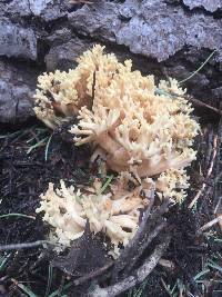 Ramaria rasilispora image