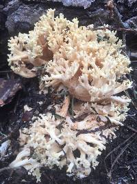 Ramaria rasilispora image