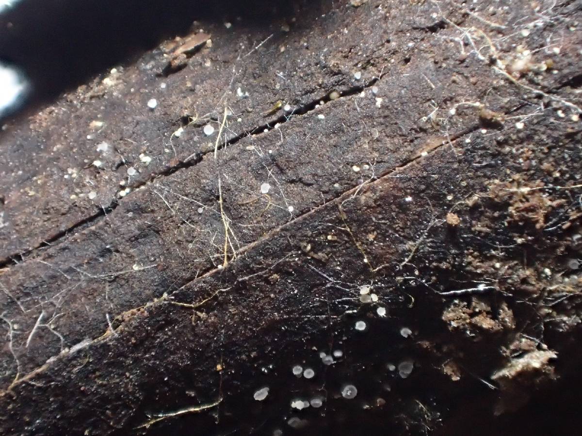 Pezizella alniella image