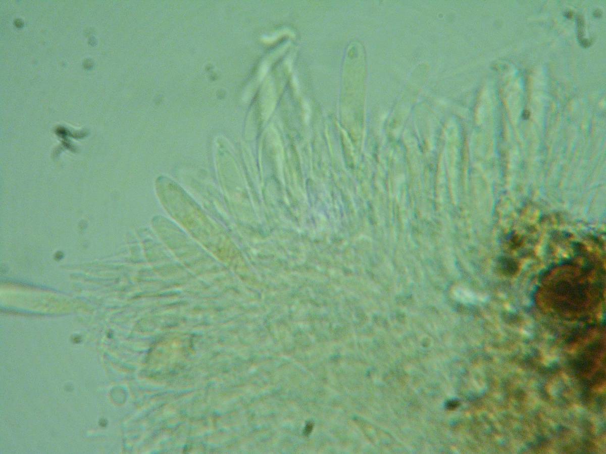 Pezizella alniella image