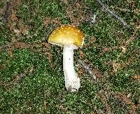 Amanita flavorubens image