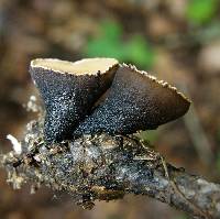 Galiella rufa image
