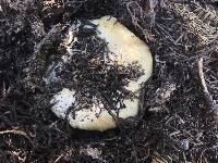 Agaricus moronii image