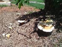 Ganoderma curtisii image