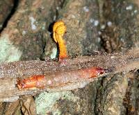 Ophiocordyceps ferruginosa image