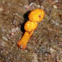 Ophiocordyceps ferruginosa image