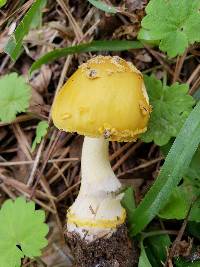 Amanita flavorubens image