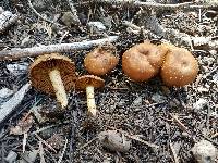 Cortinarius thiersii image