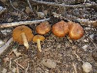 Cortinarius thiersii image