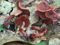 Cortinarius marylandensis image