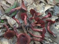 Cortinarius marylandensis image