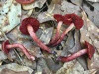 Cortinarius marylandensis image