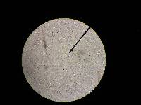 Clitocybe squamulosa image