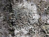 Lecanora pacifica image