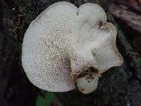 Polyporus craterellus image