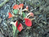 Sarcoscypha occidentalis image