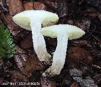 Boletus pallidus image