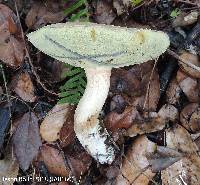 Boletus pallidus image