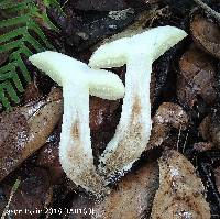 Boletus pallidus image