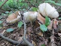 Megacollybia rodmanii image