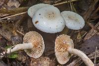 Lactarius subvernalis var. cokeri image