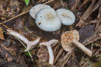 Lactarius subvernalis image