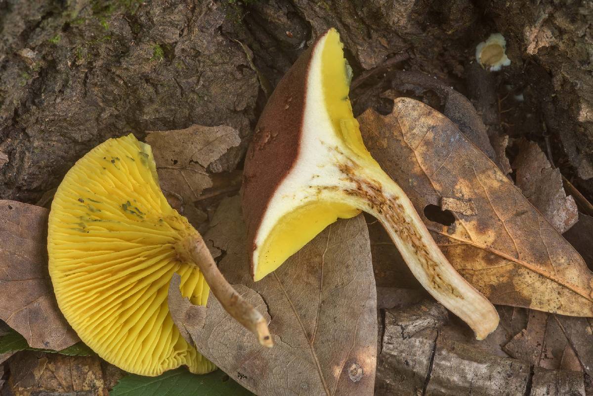 Phylloporus foliiporus image