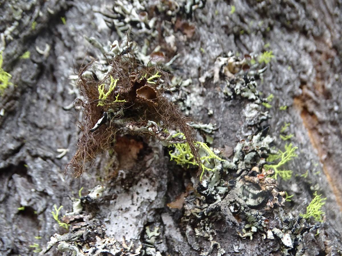Nodobryoria image