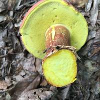 Boletus pallidoroseus image