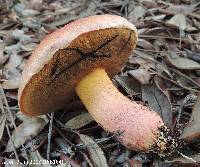 Butyriboletus floridanus image