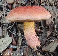 Butyriboletus floridanus image