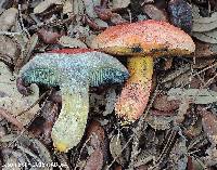 Butyriboletus floridanus image